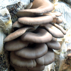 其它平菇类菌种